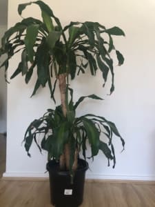 indoor plant for sale 