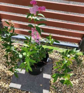Advanced May Bush Plant - pink flowers