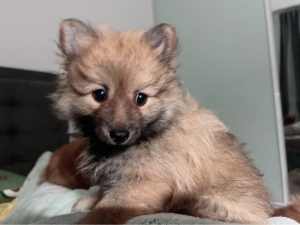 Pure Pomeranian puppies for sale