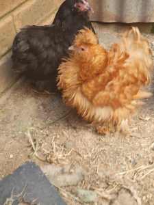 Lots of chooks & Chickens and 1 baby White Dove for sale