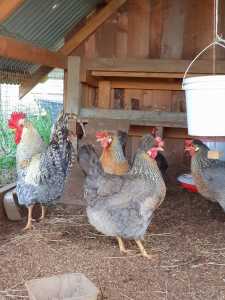Poultry Sale, Cream Crested Legbar Hens, Pullets. 