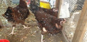 Heritage Chickens Sussex, Leghorn, Buff Cochin Silkie