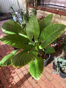 Giant elephant ear (Colocasia) plant for sale