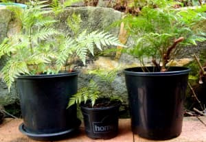 Buy a Fern and get a bag of pebbles/stones or another smaller Fern FRE
