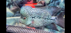 Top quality Flowerhorn for sale