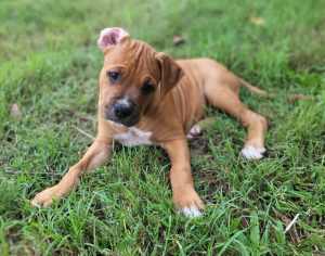 Boxer x American Bully XL Puppies : Ready Now for their forever home