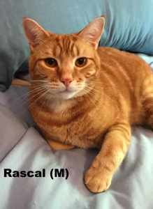 Rascal Rescue Male Cat