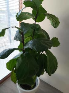 Lovely Leafy tall 3 stem Ficus Fiddle Leaf Plant