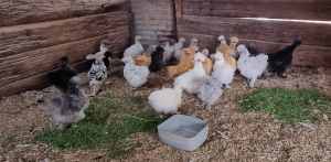 Silkie Pullets