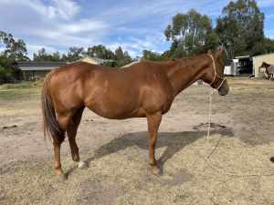 Thoroughbred mare- Project/ broodmare/ companions