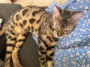 Beautifully natured Bengal kitten - regretful sale