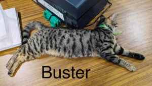 Buster - Perth Animal Rescue inc vet work cat/kitten