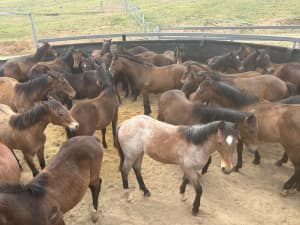 Registered stock horse yearlings 