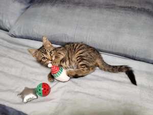 Beautiful Tabby Rescue Kitten- VACC, VET CHECK, MICROCHIP