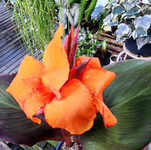 Frost Tolerant Dark Leaf Canna Lily, a Clump of 5