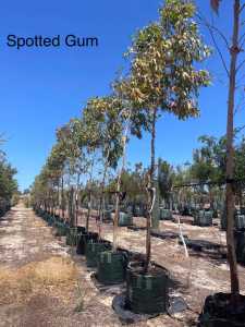 Spotted Gum advance trees