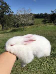Flemish Giant X NZ White baby bunny