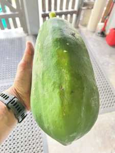 Green papaya for sale