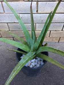 Large Mature Organic Aloe Vera Plant Dia 55cm Height 60cm Indoor Outdo