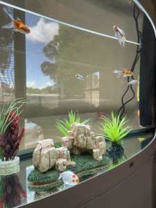 Juwel 260l vision fish tank