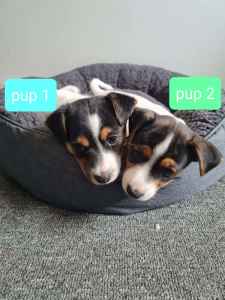 2x male Jack Russell Pups - ready to go from 22nd April