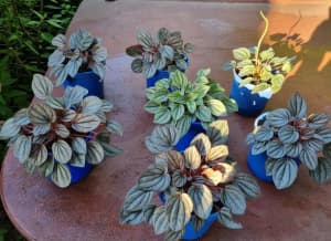 Peperomia in 100mm pots. Each $6