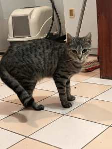 Re home female cat (Stewart)