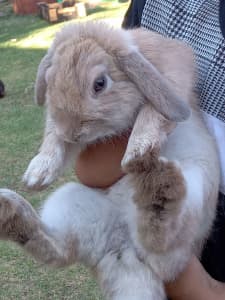 Beautiful friendly Male Lop rabbit 7 months