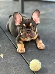 French Bulldogs - Purebred & 💯 Quality! 