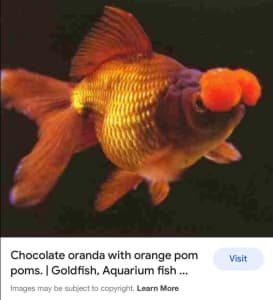 chocolate pom pom goldfish