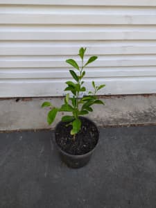 Citrus lemon fruit tree plant in 20cm pot