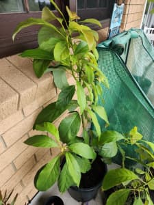 Avocado Tree For Sale -Hass 