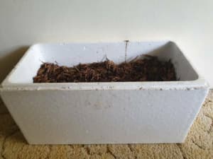 1000 Composting Worm starter kit plenty of eggs - New worm farm