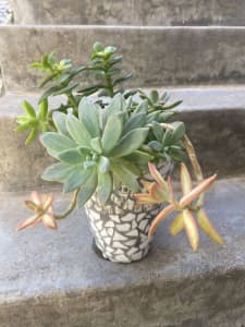 Present Idea Climbing Flowery Succulents in a ceramic mosaics pot