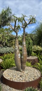 Madagasgar palm 2.2m tall garden feature pachypodium