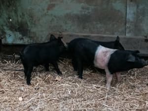 Pigs saddle backs cross