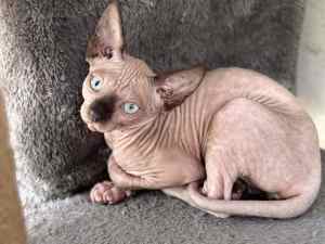 Seal Mink female Sphynx kitten with blue eyes. Entire or desexed