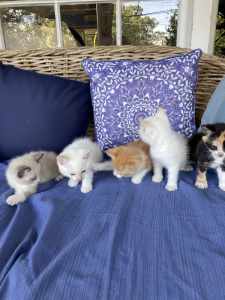 Adorable, very playful, people-loving kittens (Ragdoll x)