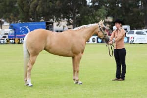 Registered quarter horse mare