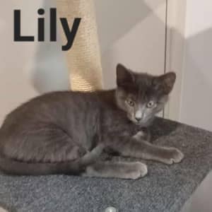 LILY (IF083-23) - Rescue Cat - Vet Work Included Seville Grove Armadale Area Preview