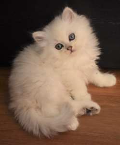 Chinchilla Persian Kittens