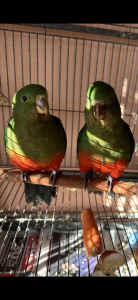 Hand raised baby king parrots