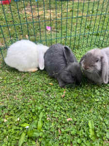 Grey Mini lop bunnies in time for Easter