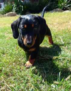 Miniature Dachshund Puppy for sale