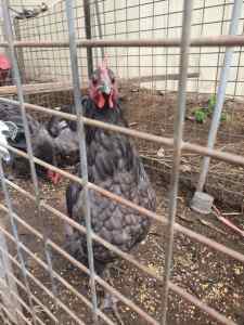 3 x Blue cross splash Australorp Roosters and 1 x Light Sussex Rooster