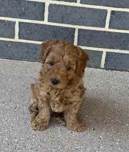 Adorable Cavoodle, one boy left, can deliver to Melb this weekend
