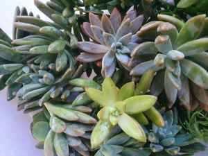 Bags of various succulent cuttings only $5 a bag