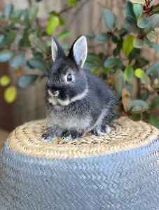 Netherland Dwarf bunny (boy) for sale (7 wks old, ready at 8 weeks)