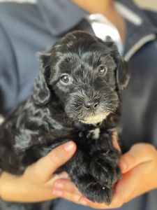Toy Poodle - Maltipoo available NOW