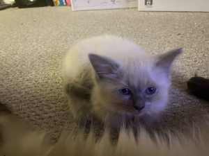1 Purebred male Ragdoll kitten